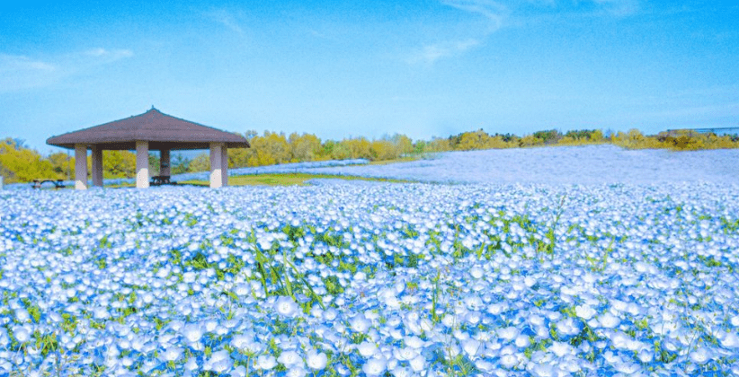 우미노 나카미치 해변공원 꽃